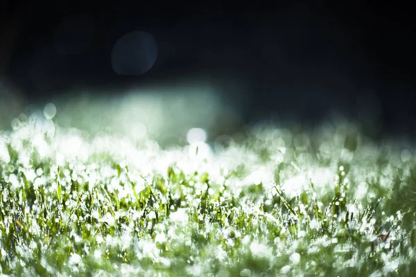 Morgondagg på det gröna gräset — Stockfoto