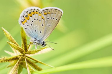 Kelebek yeşil bir sap üzerinde oturur.