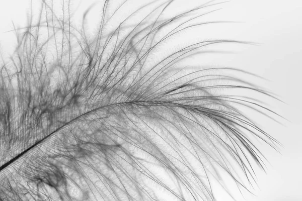 Feather birds with fluffy hairs.