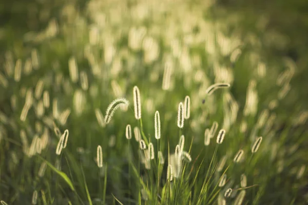 Spikelets i kontrollen av solljus. — Stockfoto