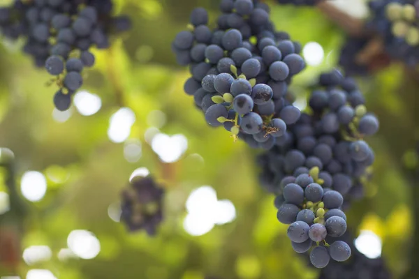 Aglomerados de uvas à luz do sol . — Fotografia de Stock