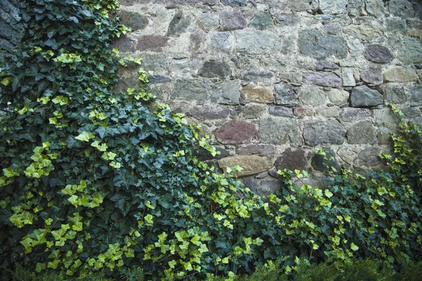 Ivy ile kaplı bir taş duvar.