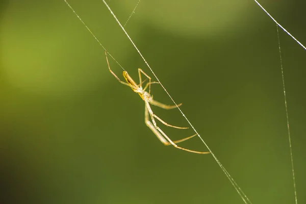 Utka pajęczej sieci. Tło jest zielony niewyraźne. — Zdjęcie stockowe