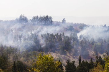 Orman yangını. Ufuk için duman ağaçlarda. 
