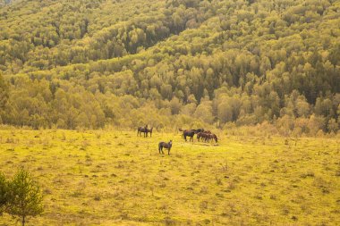 Atları bir orman glade otlatmak. Sonbahar. 