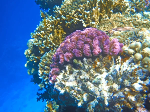 Des poissons multicolores nagent au-dessus du récif corallien . — Photo