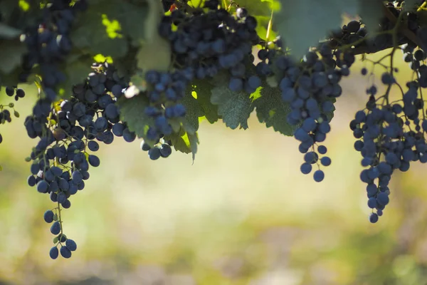 Ripe black grapes on a vine in a vineyard. — Stock Photo, Image