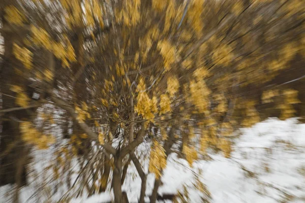 Ett träd med gula blad i en suddig rörelse. — Stockfoto