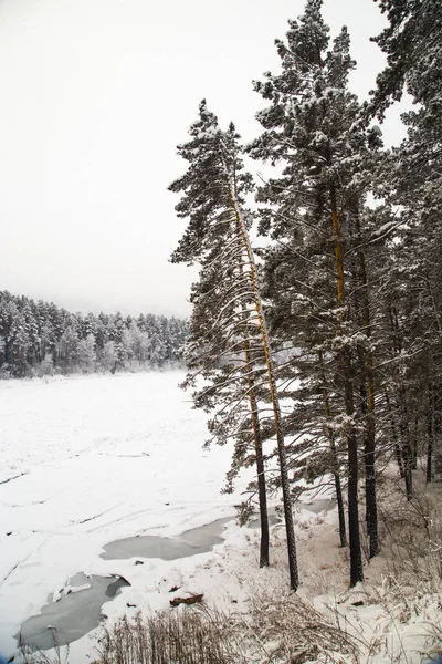 Hohe, schneebedeckte Kiefern am Ufer eines zugefrorenen Flusses. — Stockfoto