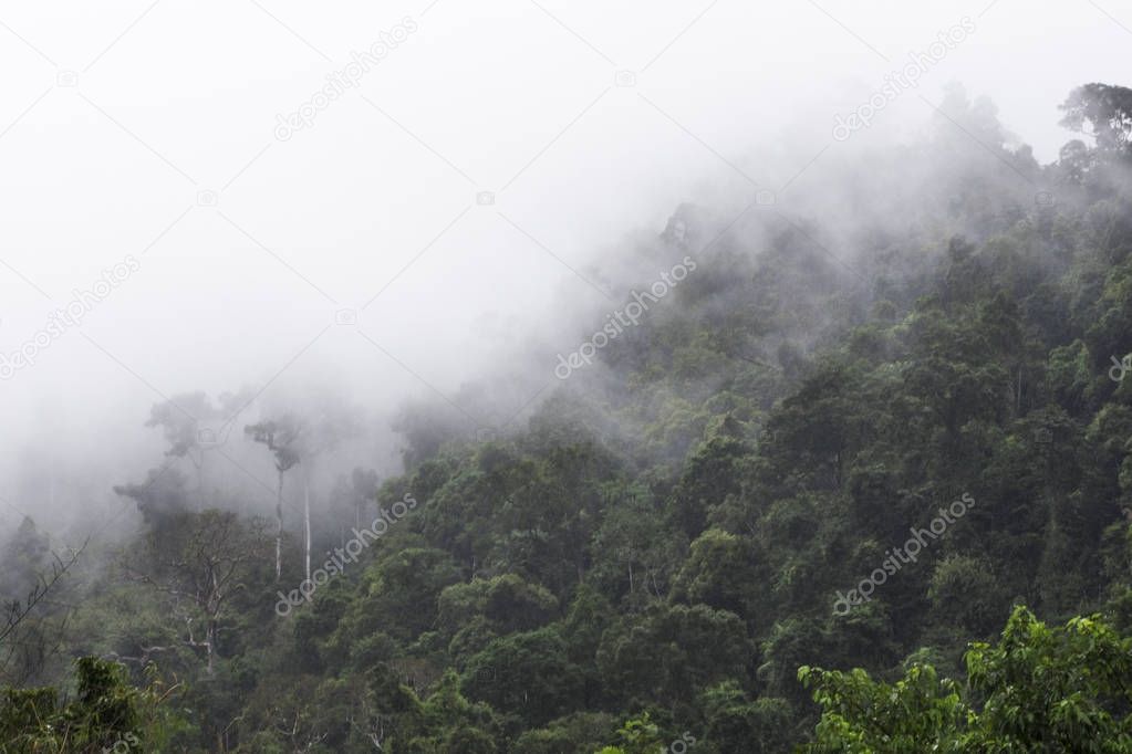 The jungle in the fog. Tropical vegetation on the mountainside. 