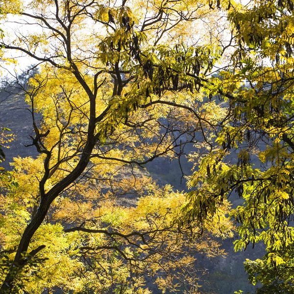 Acacias parkta sarı yapraklar.