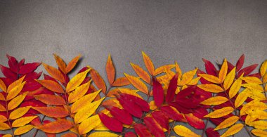 Karanlık bir arka plan üzerinde renkli düşen yapraklar.