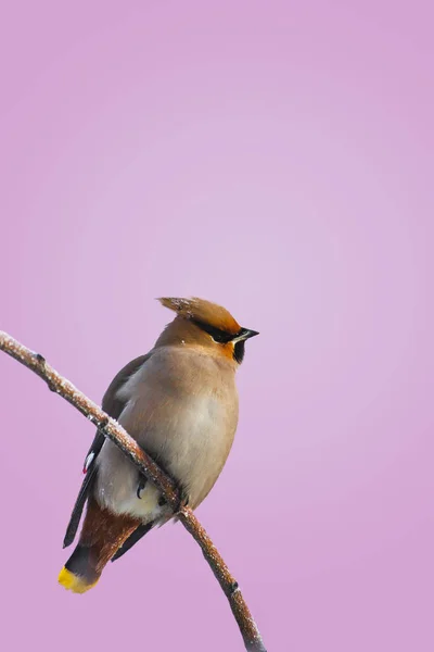 L'uccello sta frusciando su un ramo — Foto Stock