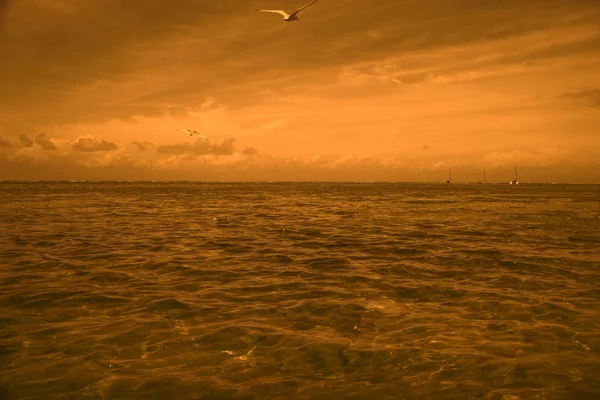 Gabbiani sul mare la sera — Foto Stock