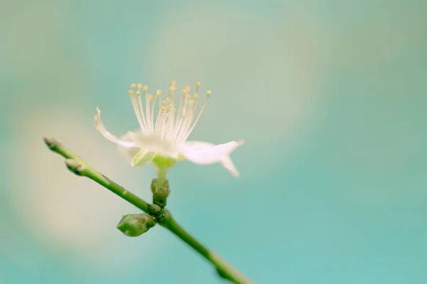 Rama de manzano con una flor . —  Fotos de Stock