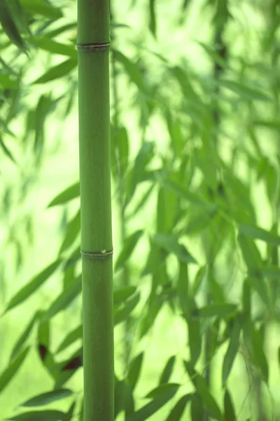 Bambu park, yakın çekim.