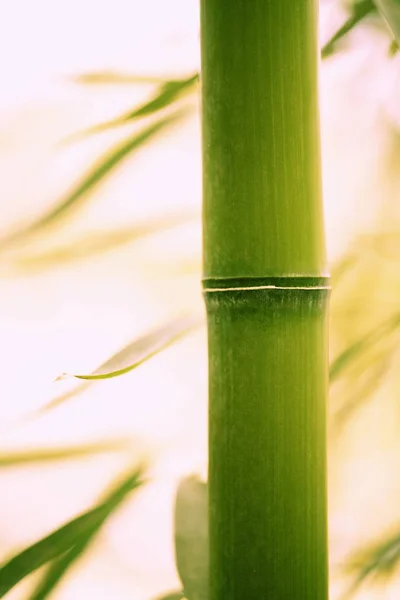 Bambus park, detail. — Stock fotografie