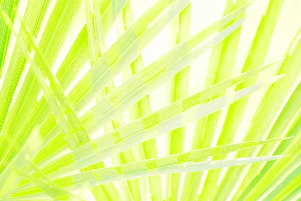 Солнечный свет сквозь листья пальмы — стоковое фото