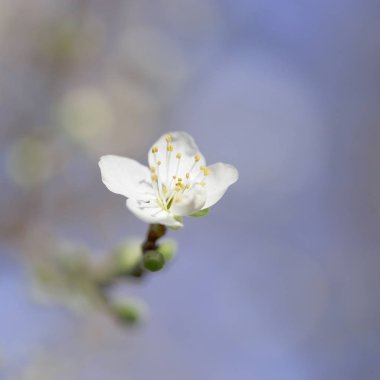 Elma ağacı dalı çiçek.