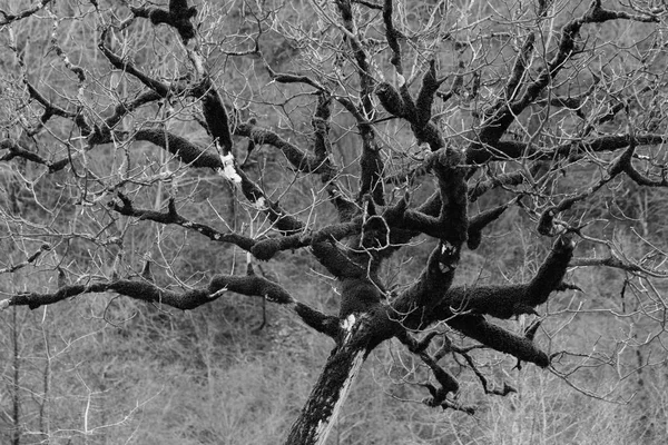 Ett torrt träd täckt av mossa. Svart och vitt — Stockfoto