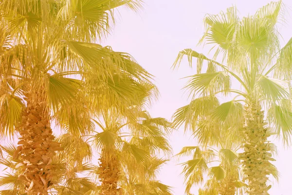 Tropikal palmiye yaprakları dalları güneş ışığı — Stok fotoğraf