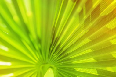  Palmiye yaprakları dalları güneş açık doğal renkli