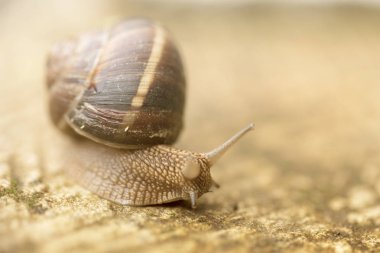 Üzüm salyangoz yakın çekim