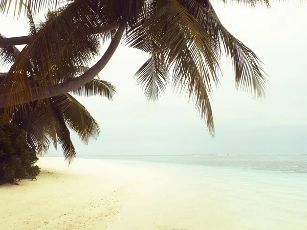 Palmerna på stranden. Vintage bakgrund — Stockfoto