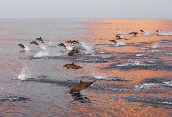 Dolphins are pursuing a flock of fish at sunset. — Stock Photo, Image