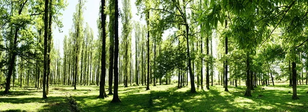 Glade parlak güneşli bir günde ormandaki