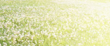 Çiçekli çayır güneş ışığı altında.