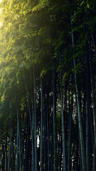 Floresta de bambu à luz do sol. Material ecológico natural. Spa — Fotografia de Stock