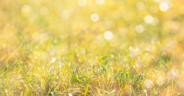 Ljusgrönt naturligt gräs i solljuset. — Stockfoto