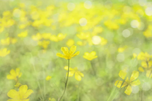 Gul Glänta Smörbägare Ljus Blomma Närbild Förgrunden Solljuset Bakgrunden Suddig — Stockfoto