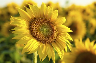beautiful sunflower in field clipart