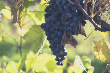 Mavi üzüm asma dan asılı demet 