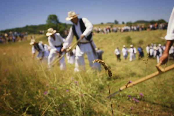 people working in field