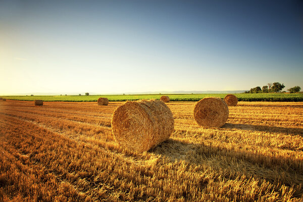 Hay Bales on Farm