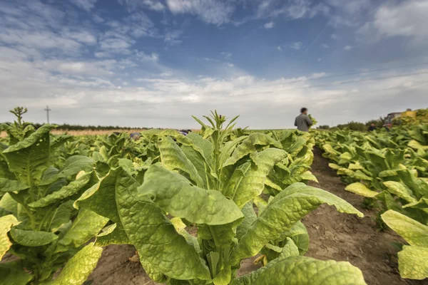 Cultivo de tabaco en el campo — Foto de Stock