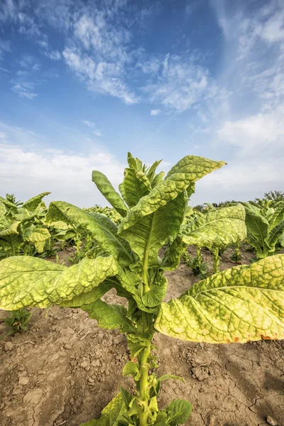 Cultivo de tabaco no campo — Fotografia de Stock