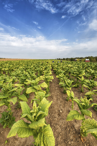 Growing tobacco on field 