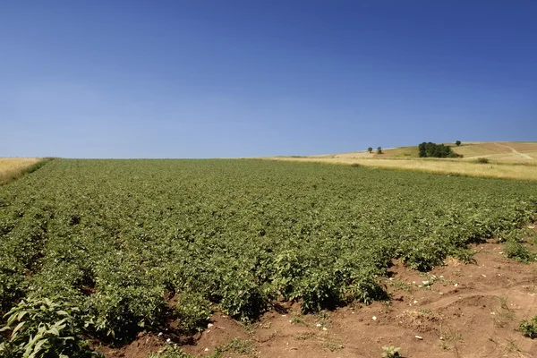 Potatis fältet solig dag — Stockfoto