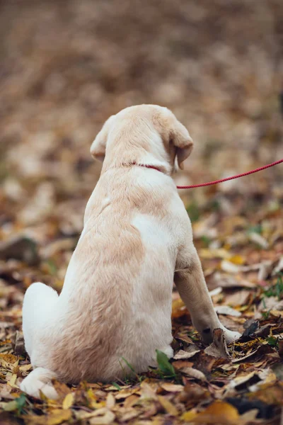 Small puppy dog sitting on leaves — Stock Photo, Image