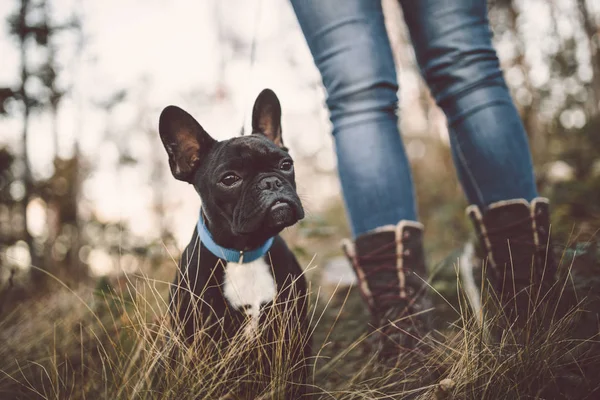 Bulldog pup zitten in bos gras — Stockfoto