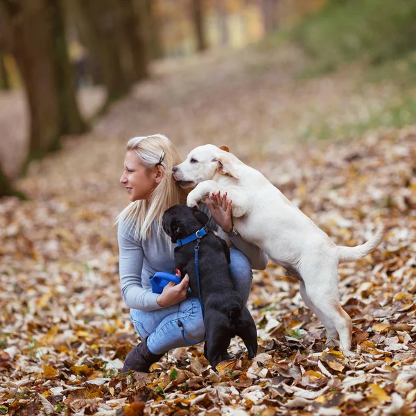 Молодая женщина с собаками — стоковое фото
