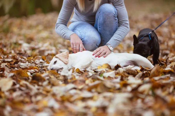 young woman with dogs