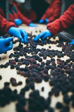 Çalışan insanlar. Koruyucu mavi eldiven tanınmaz halde işçi elinde donmuş böğürtlen seçimini yapın. Dondurma ve meyve ve sebze ambalaj fabrikası