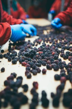 Çalışan insanlar. Koruyucu mavi eldiven tanınmaz halde işçi elinde donmuş böğürtlen seçimini yapın. Dondurma ve meyve ve sebze ambalaj fabrikası