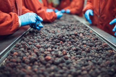 Çalışan insanlar. Koruyucu mavi eldiven tanınmaz halde işçi elinde donmuş böğürtlen seçimini yapın. Dondurma ve meyve ve sebze ambalaj fabrikası