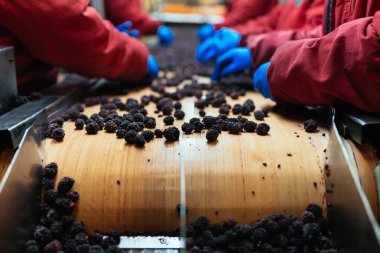 Çalışan insanlar. Koruyucu mavi eldiven tanınmaz halde işçi elinde donmuş böğürtlen seçimini yapın. Dondurma ve meyve ve sebze ambalaj fabrikası